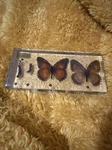Butterfly Life Cycle Display 5.5 In X 2.5 Acrylic Nib Free Ship. Fixed Price $38.99.