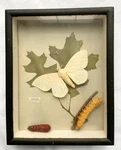 Vintage Imperial Moth Life Cycle Display Framed Entomology Specimen 9.5. Fixed Price $89.99.