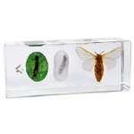 Real Silkworm Moth Life Cycle Egg Caterpillar Cocoon Adult Resin Display. Fixed Price $44.00.